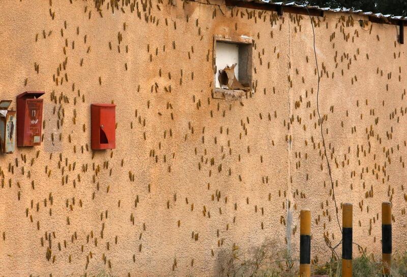 Blown in by sudden winds, desert locusts land on the wall of a building in Kuwait City. AFP