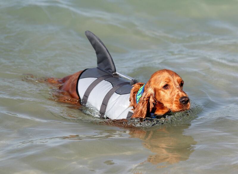 Dubai, United Arab Emirates - Reporter: Hayley Skirka. Features. DubaiÕs dog-friendly Flopser Beach near Al Jazira Bungalows in Ghantoot officially launches. Friday, October 16th, 2020. Dubai. Chris Whiteoak / The National