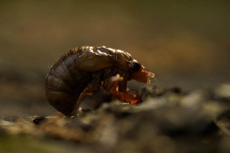 A cicada nymph sits on the ground. AP Photo