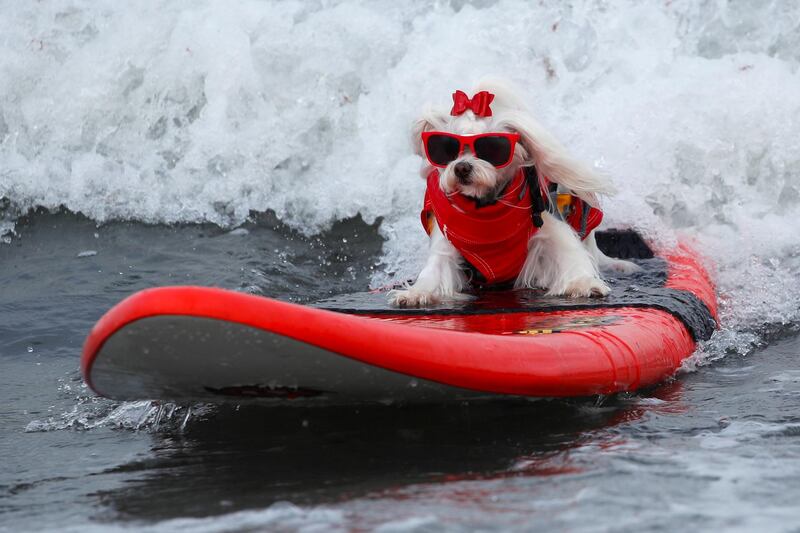 Flofy rides a wave as she competes at the 14th annual Helen Woodward Animal Center "Surf-A-Thon". Reuters