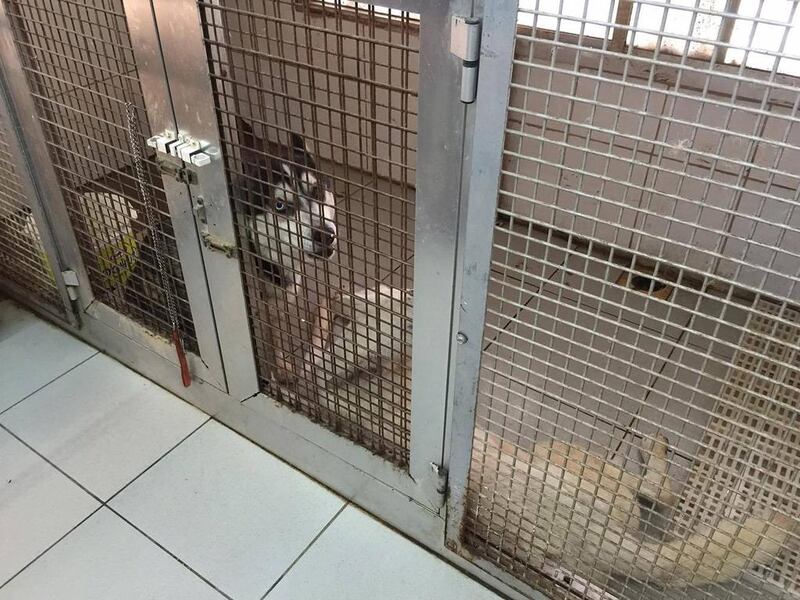 A Husky dog  in the  Sharjah Animal Market. Picture supplied by Elizabeth Hatcher  