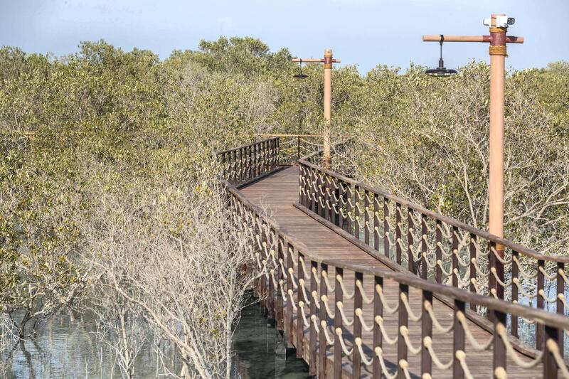 ABU DHABI, UNITED ARAB EMIRATES. 30 JANUARY 2020. The newly launched Mangrove Walk at Al Jubail Islandi. (Photo: Antonie Robertson/The National) Journalist: Janice Rodrigues. Section: National.

