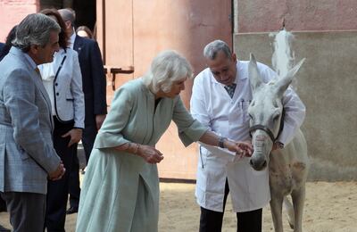 Camilla, the Duchess of Cornwall, visits the Brooke Hospital for Animals in Cairo. EPA