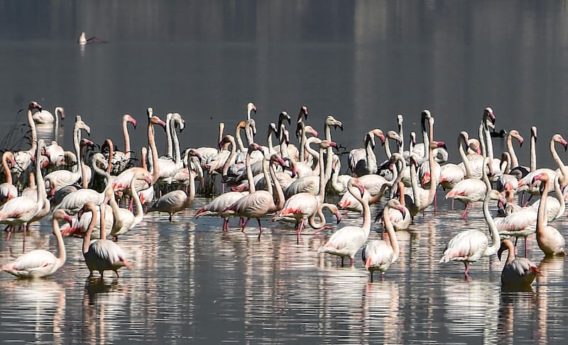 The Sijoumi lagoon is a breeding ground for the flocks of migratory birds that gather there at the end of winter. AFP