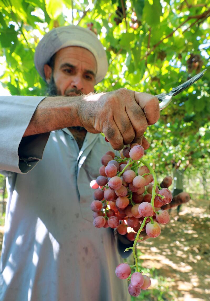 epa09270380 A worker harvests grape at the farm in Khatatba al-Minufiyah Governorate in Egypt, 14 June 2021. Table grape of this farm is exported to the EU countries, mainly Germany, England and Netherlands.  EPA-EFE/KHALED ELFIQI *** Local Caption *** 56967456