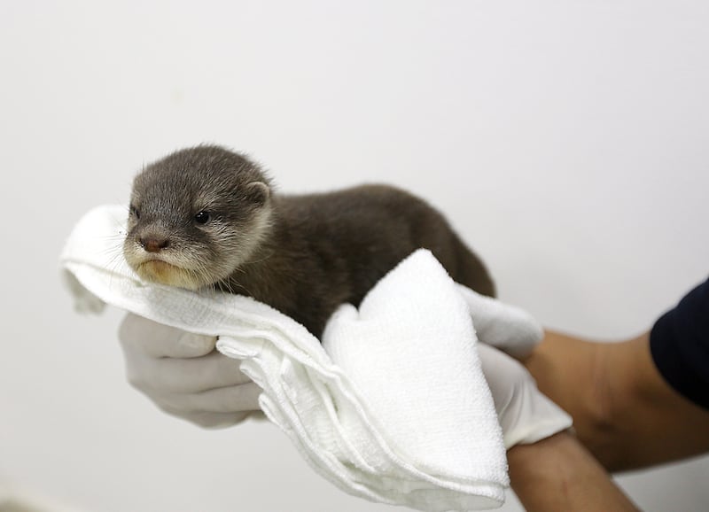 Month-old Ginger the otter is a little star in Dubai. Satish Kumar / The National