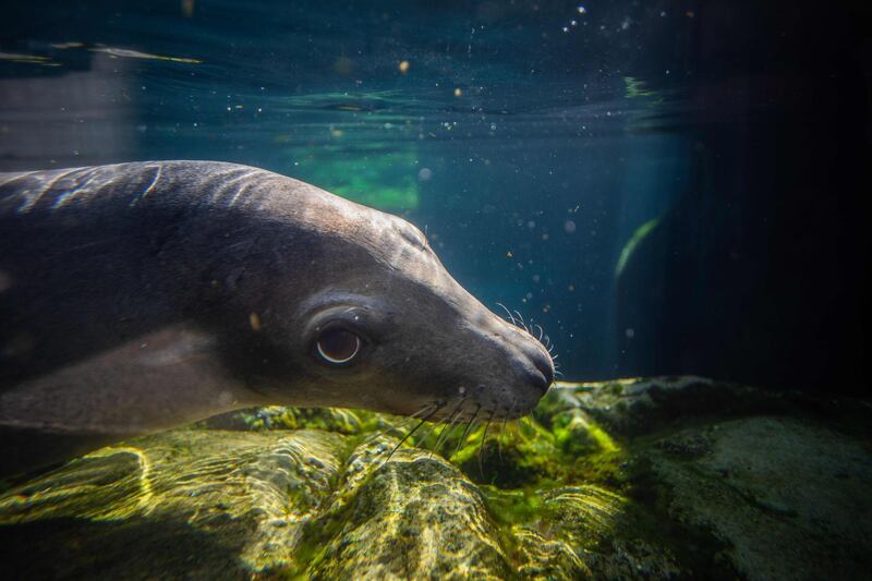 A seal swims in the Aquarium of the Pacific in Long Beach, California, USA. AFP