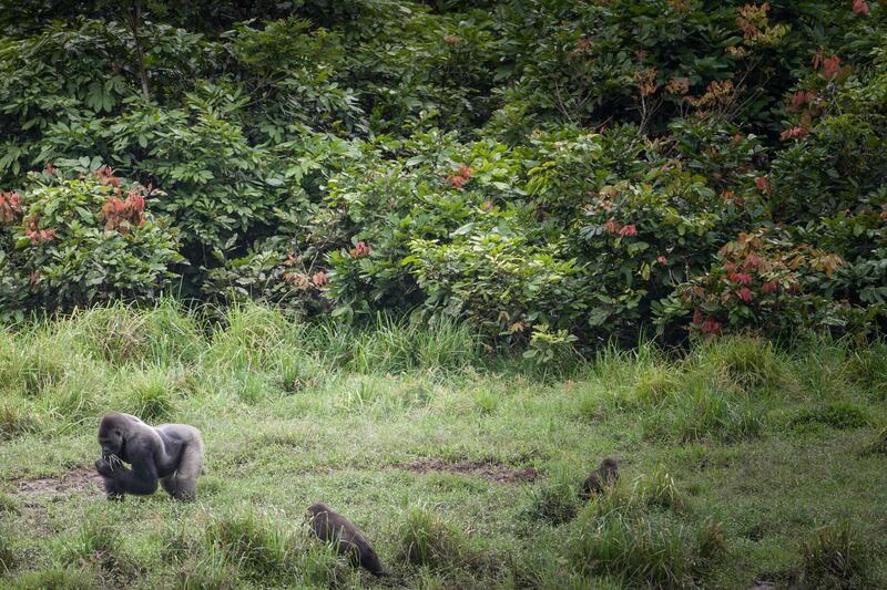 Western lowland gorillas are seen at Langoue Bai in the Ivindo national park near Makokou.  AFP