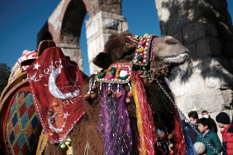 This year, the festival featured 152 camels wearing saddles, ornamental cloths and embroidery of various patterns and colours on their humps and necks.