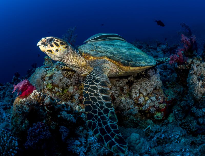 Marine life at The Red Sea is second-to-none and great care has been taken to ensure local inhabitants are not unduly disturbed. Photo: Red Sea Global