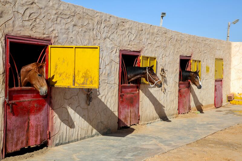 Horse breeding is a source of pride in Libya where breeds include the purebred Arabian, English hybrid and Libyan hybrid.