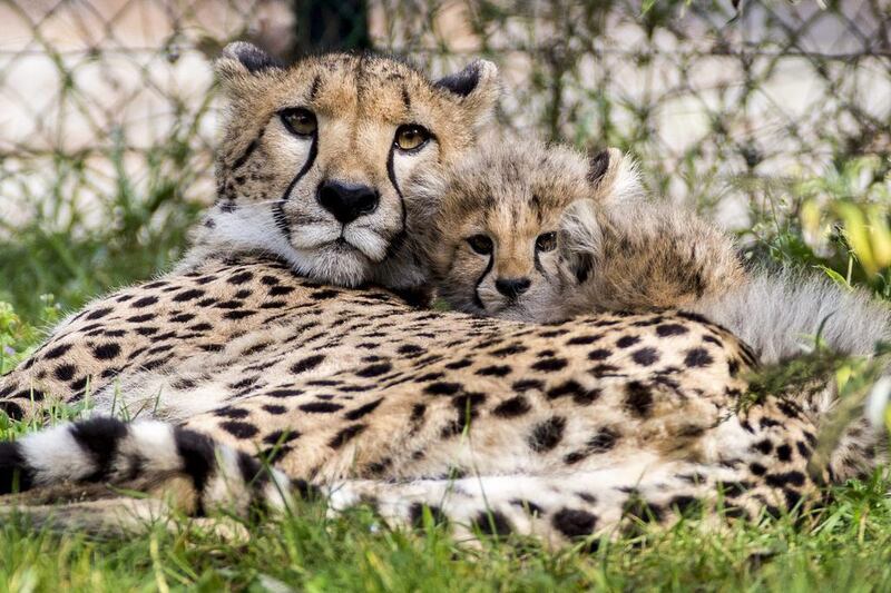Last year, India announced the ambitious project to bring more than a dozen African cheetahs from South Africa and Namibia to Kuno National Park in central Madhya Pradesh state. EPA