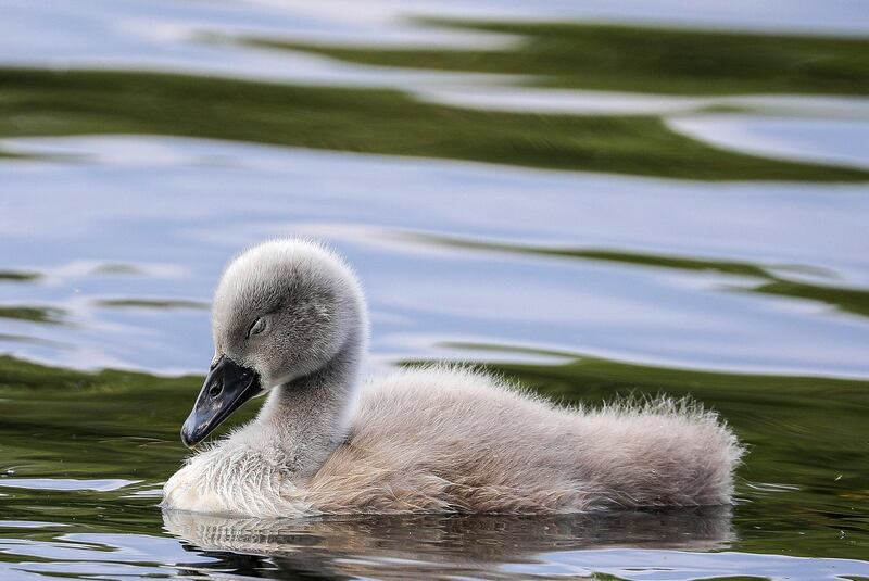 A swan cygnet (Cygnus olor) at the Spree river during a sunny afternoon at Treptower Park in Berlin, Germany.  EPA