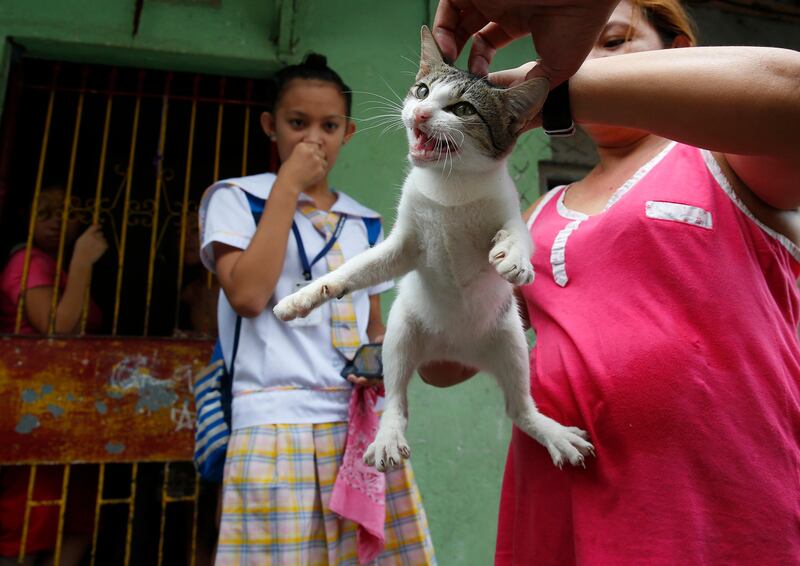 A pet owner restrains her pet cat prior to receiving anti-rabies vaccine from Humane Society International (HSI) in suburban Quezon city north of Manila, Philippines. Bullit Marquez / AP Photo
