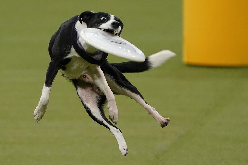 Skills: A dog performs tricks at the 2020 Westminster Kennel Club Dog Show on February 11, 2020. Reuters