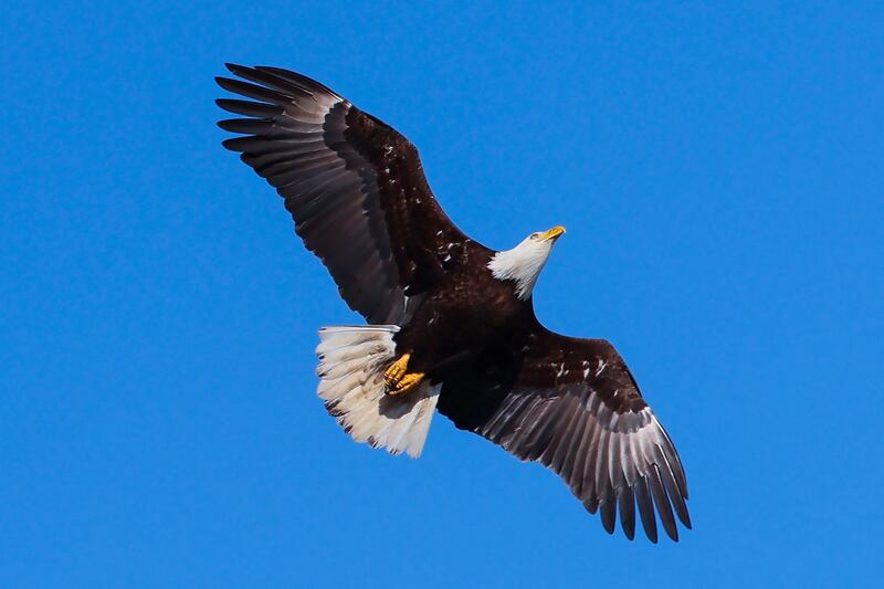 While the bald eagle population has rebounded from the brink of extinction since the US banned the pesticide DDT in 1972, harmful levels of toxic lead were found in the bones of 46 per cent of bald eagles tested in 38 states, from California to Florida. Reuters