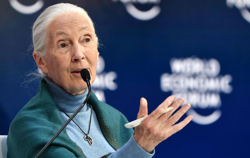 (FILES) In this file photo taken on January 22, 2020 Jane Goodall UN Messenger of Peace, speaks at the Securing a Sustainable Future for the Amazon, during the World Economic Forum in Davos, Switzerland. World-renowned British primatologist Jane Goodall, 82-years-old, said on April 11, 2020, the coronavirus pandemic was caused by humanity's disregard for nature and disrespect for animals.  / AFP / Fabrice COFFRINI
