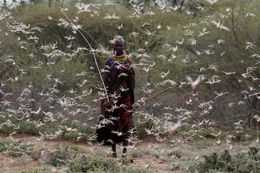 A woman from the Turkana tribe walks through a swarm of desert locusts at the village of Lorengippi near the town of Lodwar, Kenya, July 2, 2020. REUTERS