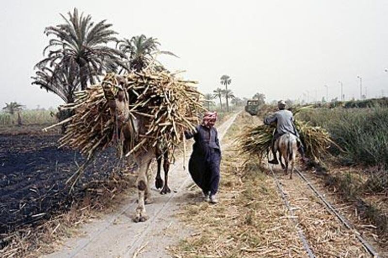 Farmers in Qena lead camels and mules bearing freshly cut sugar cane down a single-track railway flanked by rolling pastures and plantations.