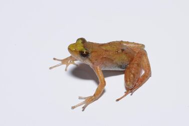 NYUAD researchers have discovered a new frog species in Ethiopia - the Bibita Mountain dwarf puddle frog. Courtesy NYUAD
