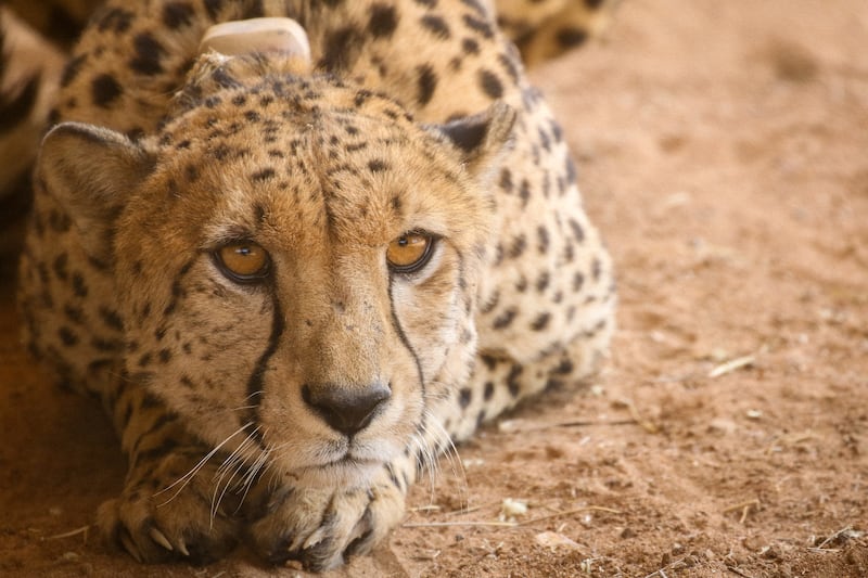 A male Namibian cheetah. 