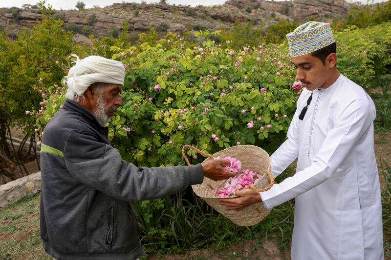 Farmers pick roses in Oman's Jebel Akhdar
