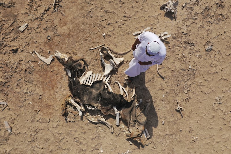 Ali Hakim, an Iraqi Marsh Arab man, Iooks at the remains of a buffalo that died due to drought and the salinity of the water at the Basra marshes, Iraq. Reuters