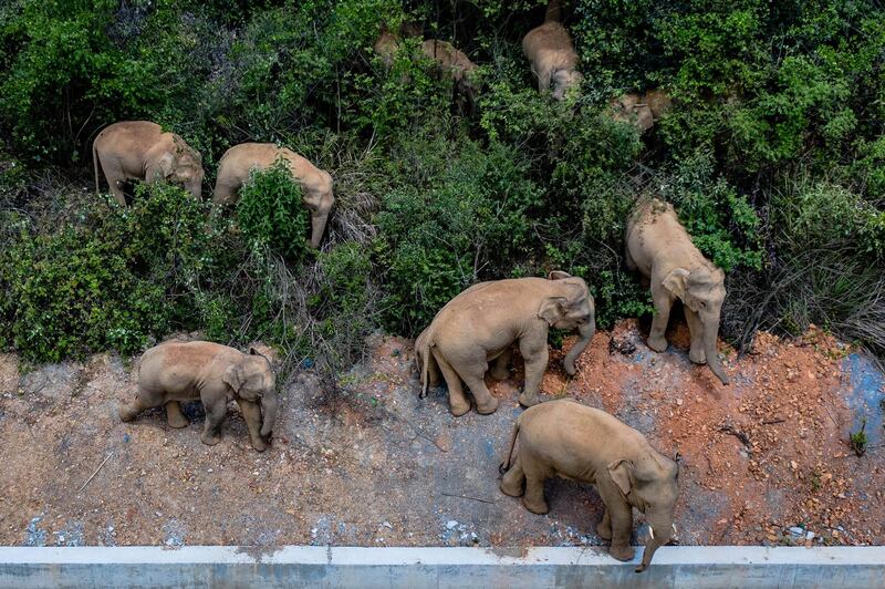 The herd, which is composed of six female and three male adults, three juveniles and three calves, has approached the outskirts of provincial capital Kunming. Xinhua via AP