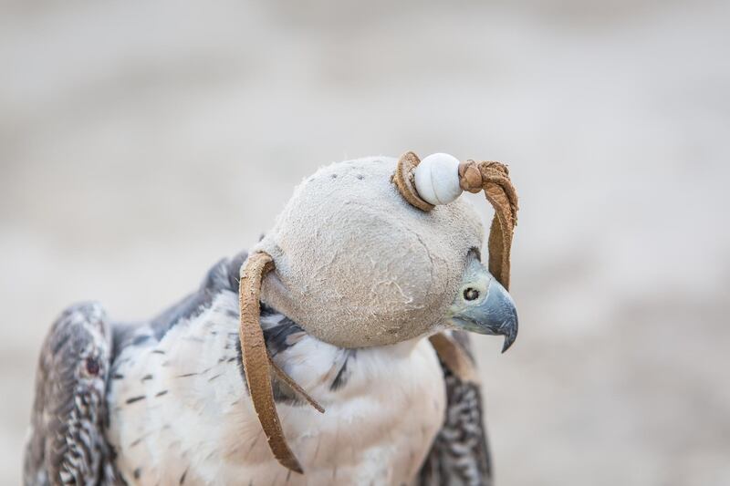 A falcon in Kuwait.