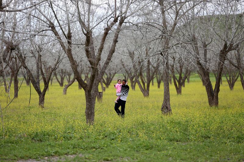 A Palestinian man carries his daughter as they walk in a plantation of walnut trees standing in the middle of a field of yellow mustard flowers, near the West Bank city of Jenin.  EPA