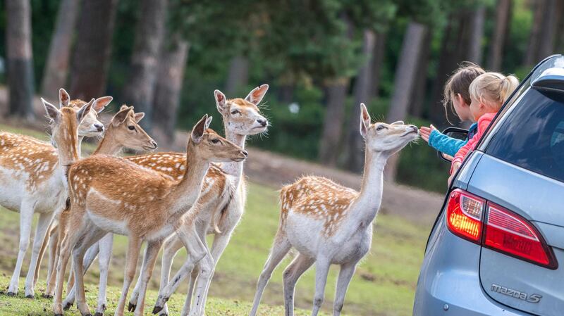 A group of dams is in the Serengeti-Park Hodenhagen, Germany at a visitors' vehicle, from which two young girls look at the animals and stroke one of them. AP