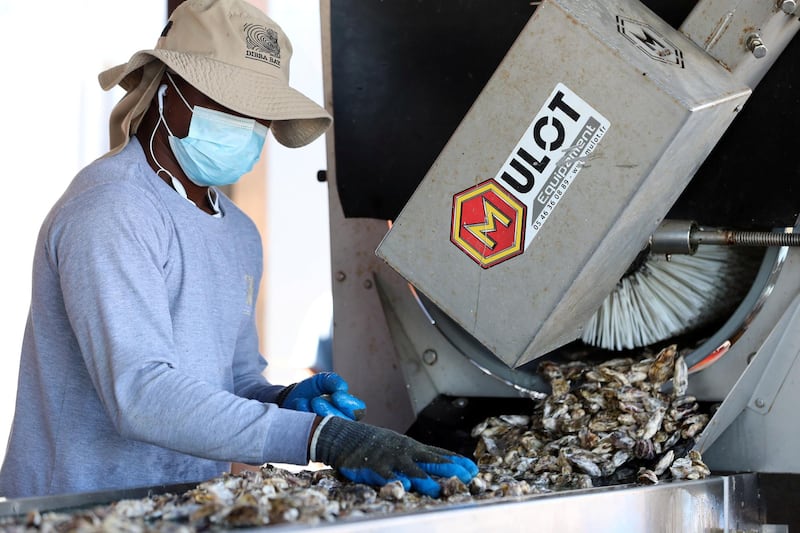 Fujairah, United Arab Emirates - Reporter: Kelly Clark. News. The Processing platform where the oysters are separated into different sizes and cleaned. Visit to the Dibba Bay Oysters farm in Fujairah. Dibba, Fujairah. Wednesday, January 13th, 2021. Chris Whiteoak / The National