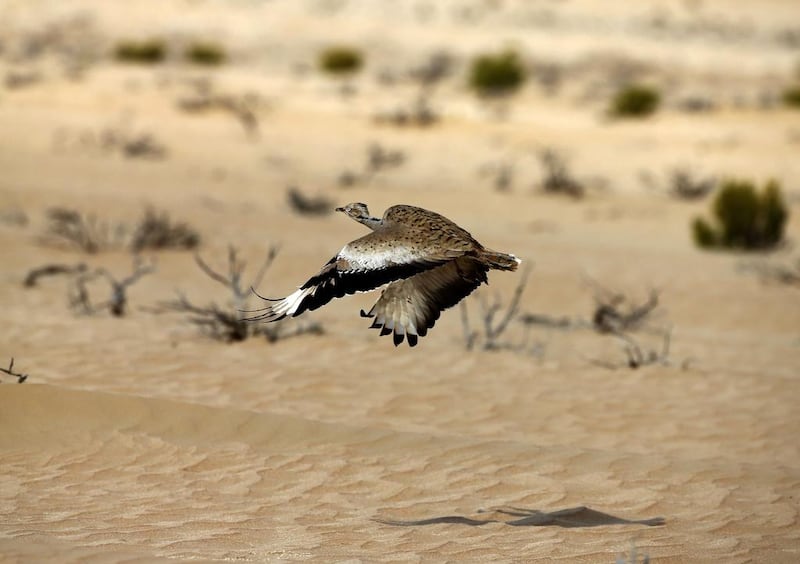 A Houbara bustard takes flight at Al Marzoom Hunting Reserve.