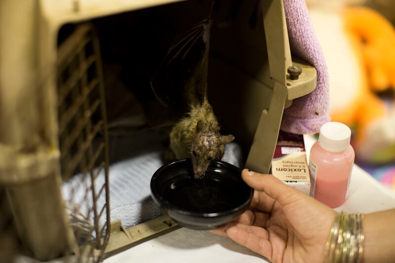 Nora Lifschitz treats a wounded Egyptian fruit bat in her apartment in Tel Aviv, Israel before the sanctuary was set up. EPA