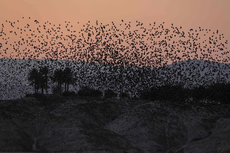 A murmuration of starlings flock above the Jordan valley in the West Bank before landing to sleep, along the border with Jordan, on January 10, 2020.  AFP