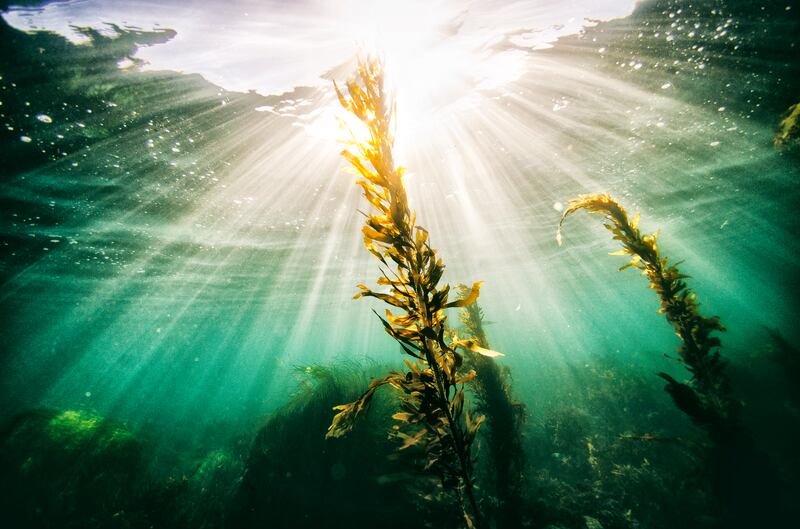 Seaweed can help farmers tackle their carbon footprint. Getty Images