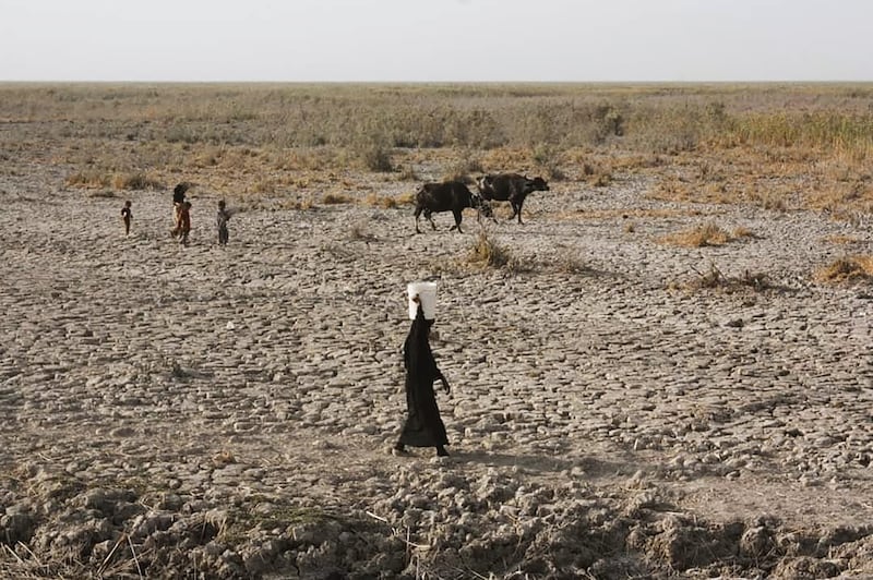 The wetlands are suffering an acute lack of water mainly from the Tigris and Euphrates. Photo:  Jassim Al Asadi