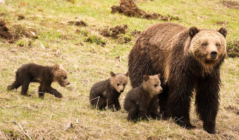 A grizzly sow with triplets in Yellowstone National Park. Getty Images