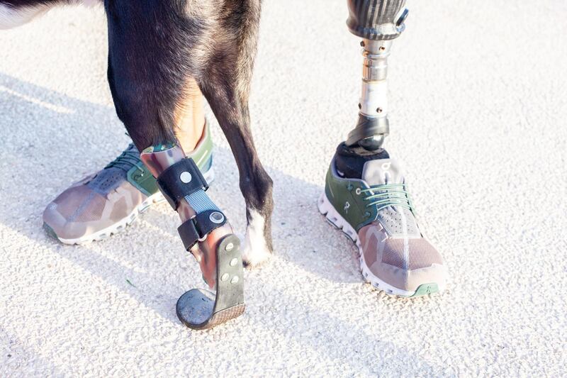 Otis, a black and white dog, has a prosthetic paw. Courtesy: Em Ray