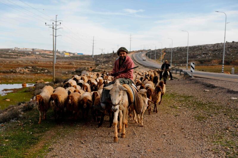 Palestinian shepherds riding donkeys herd their sheep near Tapuach junction in the Israeli-occupied West Bank. AFP