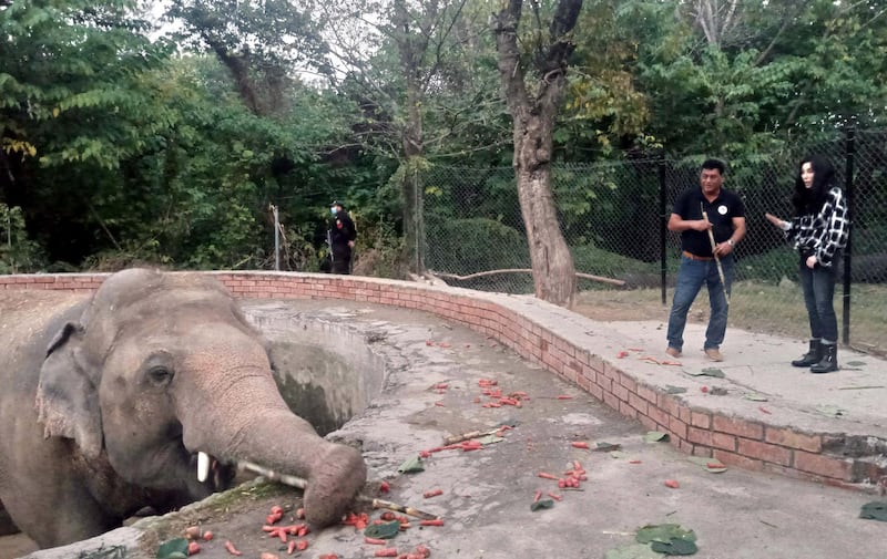 American Iconic singer and actress Cher visits the elephant named 'Kaavan' at Maragzar zoo in Islamabad, Pakistan.  EPA