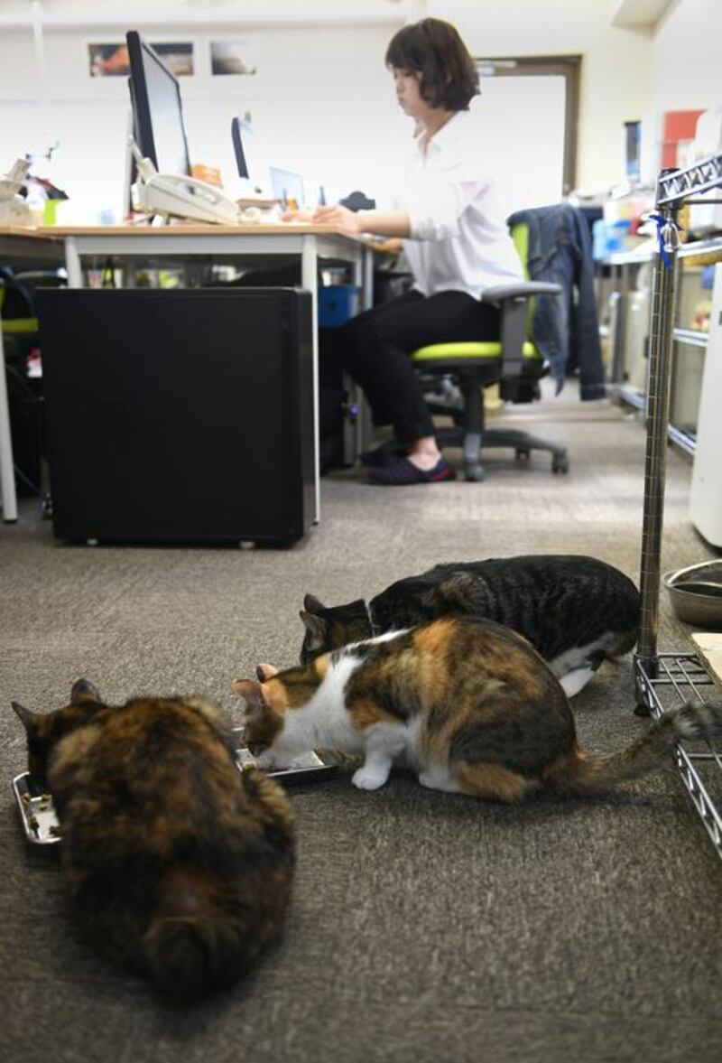 The boss of Ferray also offers Dh165 a month to members of staff who rescue cats.