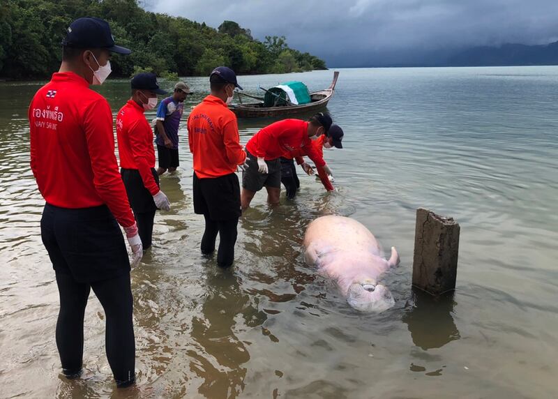 Thai Navy rescuers inspect a female dugong found dead on the beach at Koh Lanta island, southern Thailand. EPA