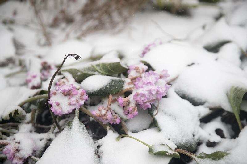 Snow covers flowers that had bloomed in front of Wells Cathedra in Somerset, England. Matt Cardy / Getty Images