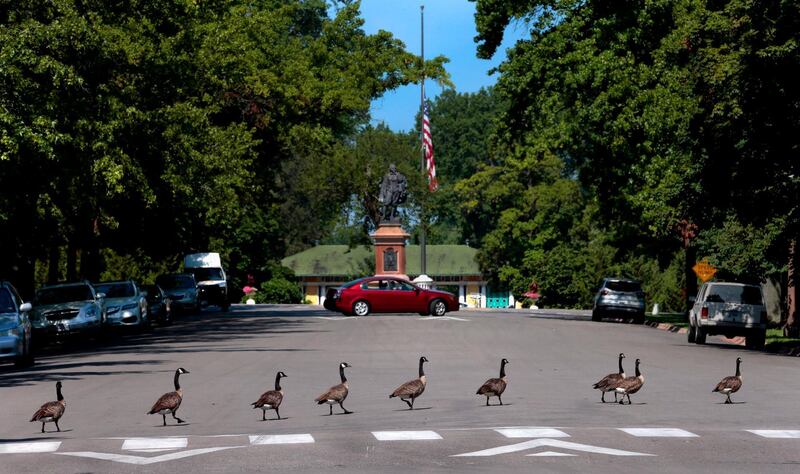 Canada geese cross Main Drive at the crosswalk, headed for the pond at Tower Grove Park in St. Louis, Missouri.  AP