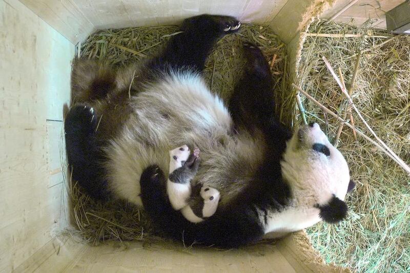 Giant panda Yang Yang and her twin cubs, which were born on August 7, are seen in this still frame taken from a surveillance camera footage, in a breeding box inside their enclosure at Schoenbrunn Zoo in Vienna, Austria. Schoenbrunn Zoo / via Reuters