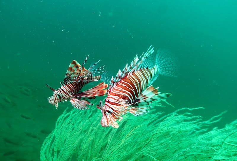 A lionfish at Inchcape 2. Photo: Jean-Michel Moriniere