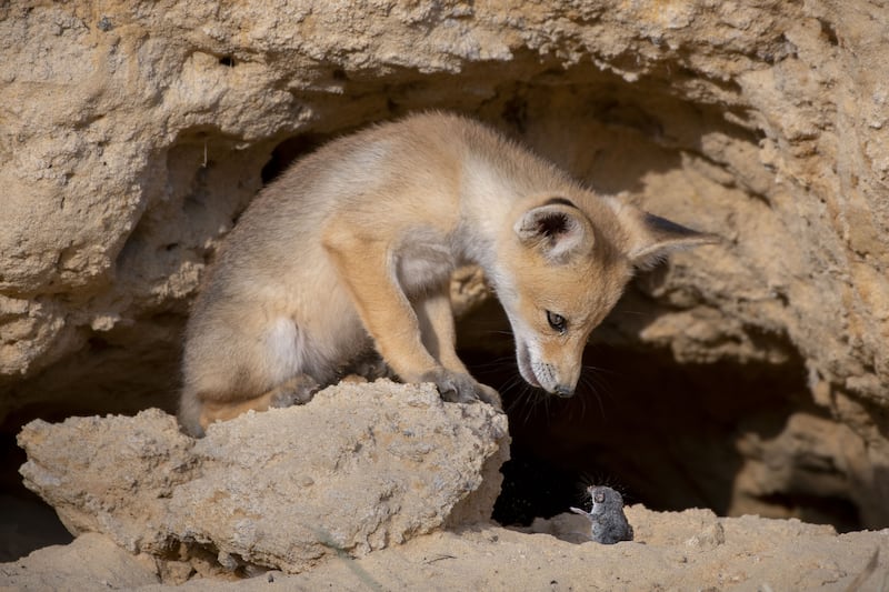 Tough Negotiation by Ayala Fishaimer, of a red fox cub with a shrew in the Judean Foothills, Israel