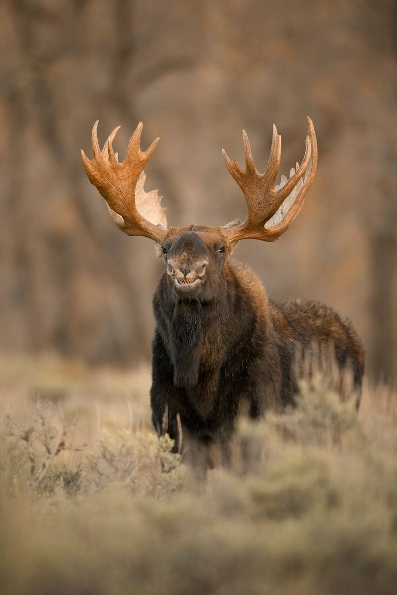 'Shark moose'. Taken in Grand Teton National Park, Wyoming, US. Jorn Vangoidtsenhoven / Comedy Wildlife 2022
