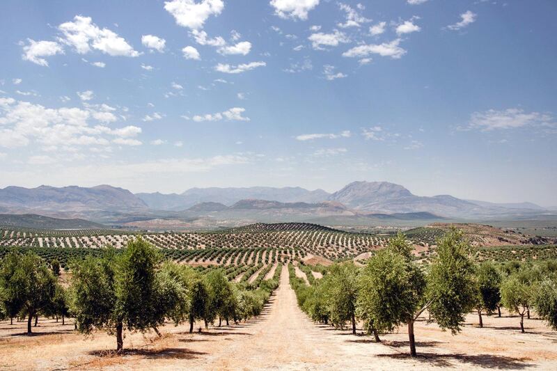 Jaen, a province in Andalusia, produces 40 per cent of Spain’s olive oil and 20 per cent of the world’s supply, more than Italy and Greece combined.  Photographer Kira Walker